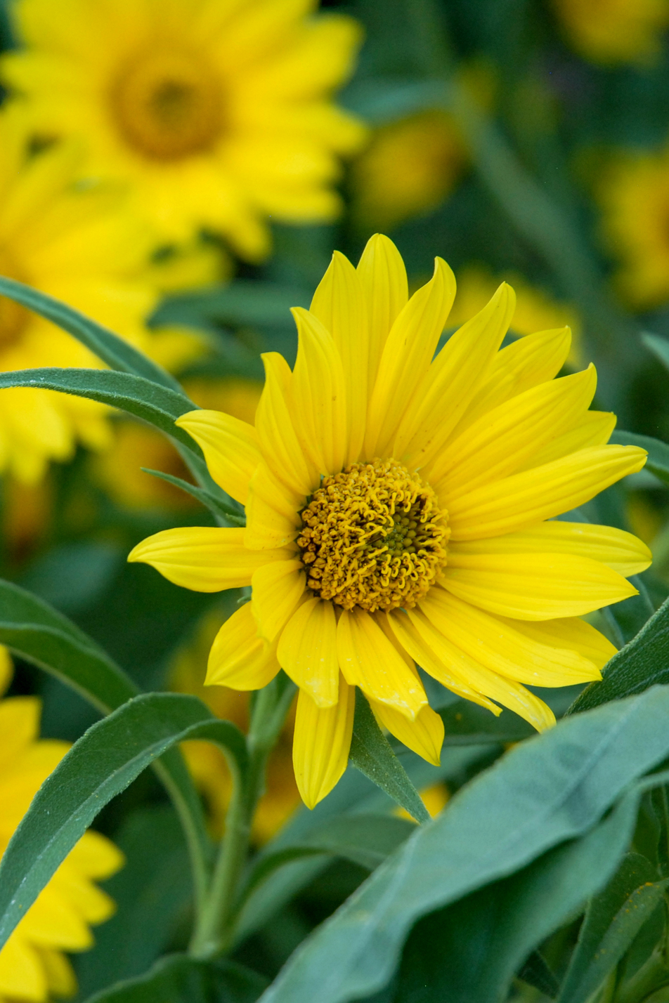 Maximilian Sunflower